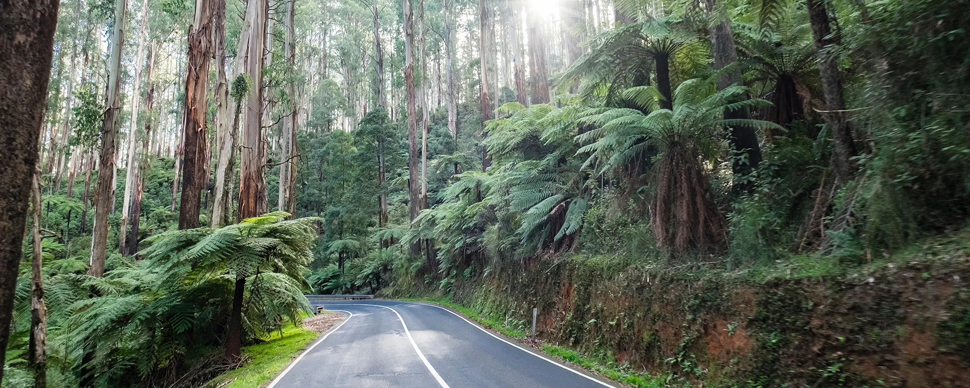 The Black Spur scenery photograph